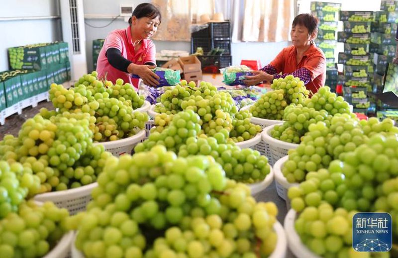 豆子岔合作社：农民增收的希望灯塔